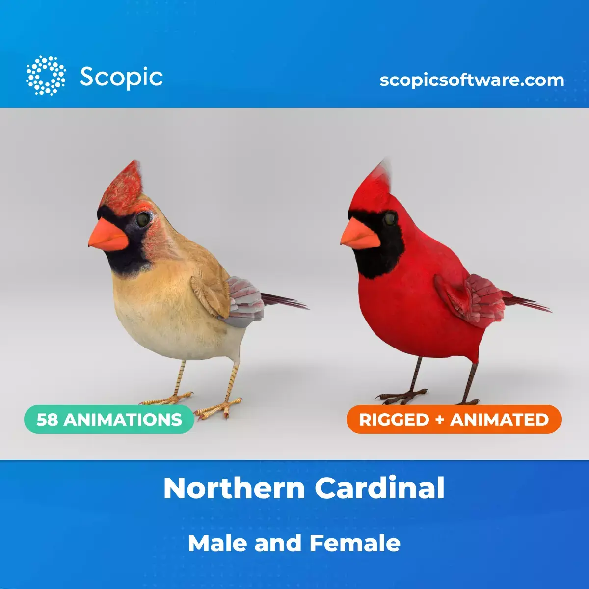 3D Bird Pack Northern Cardinal Male and Female Low-poly 3D model