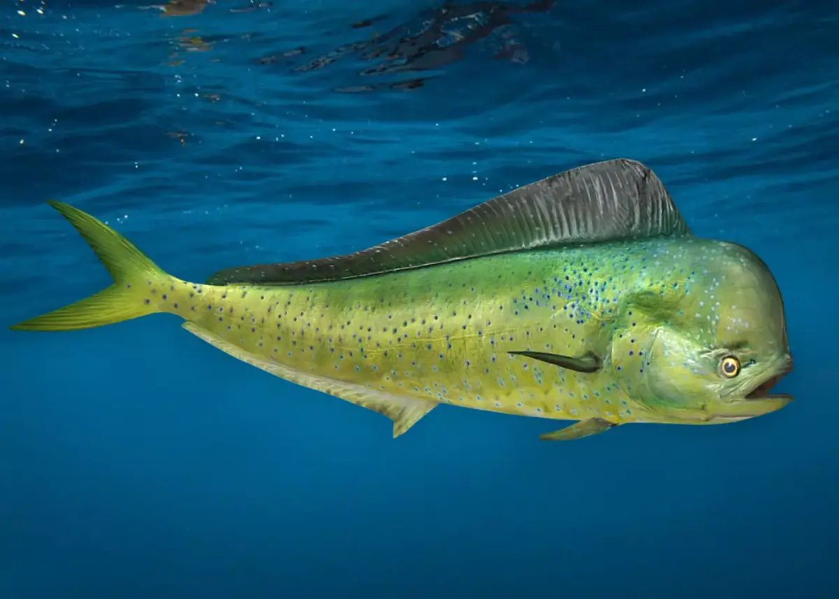 Realistic Mahi Mahi Animated 3D model