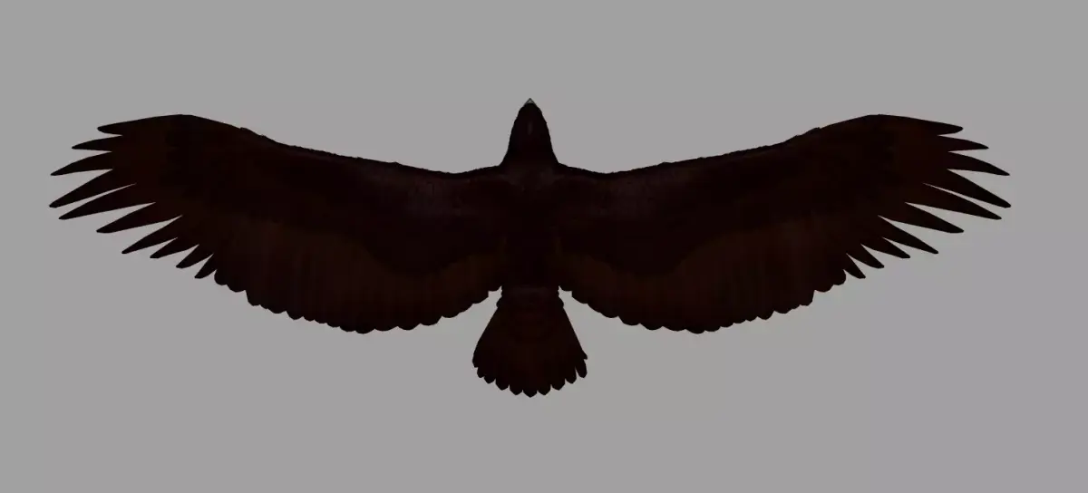 Eagle 3D model shop