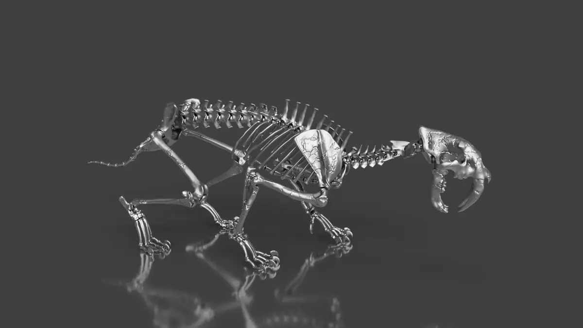 Silver Sabretooth Skeleton for Visualization and Display 3D model