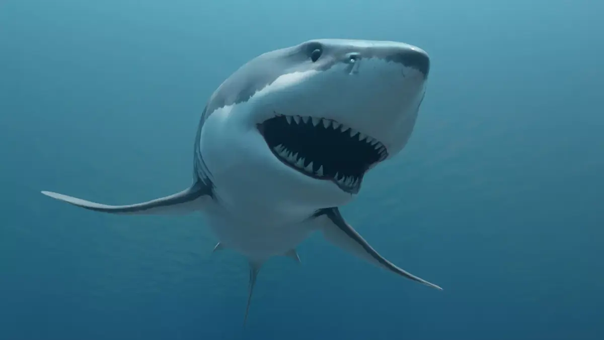 Great White Shark Low-poly 3D model 6