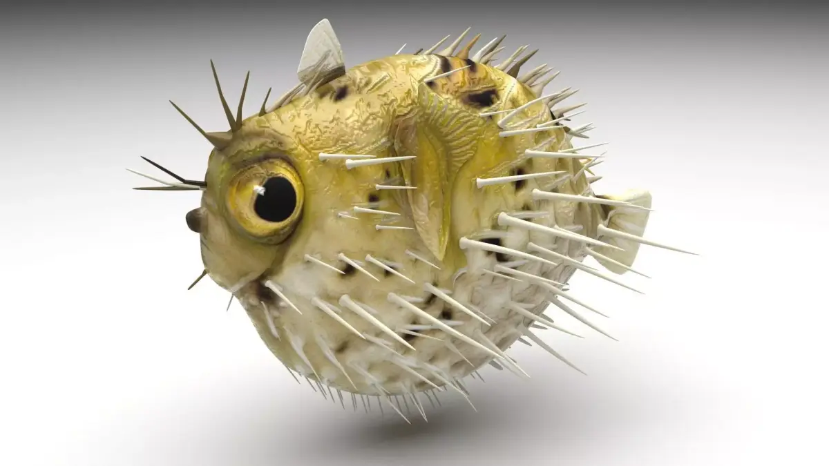 Blowfish 3D model purchase