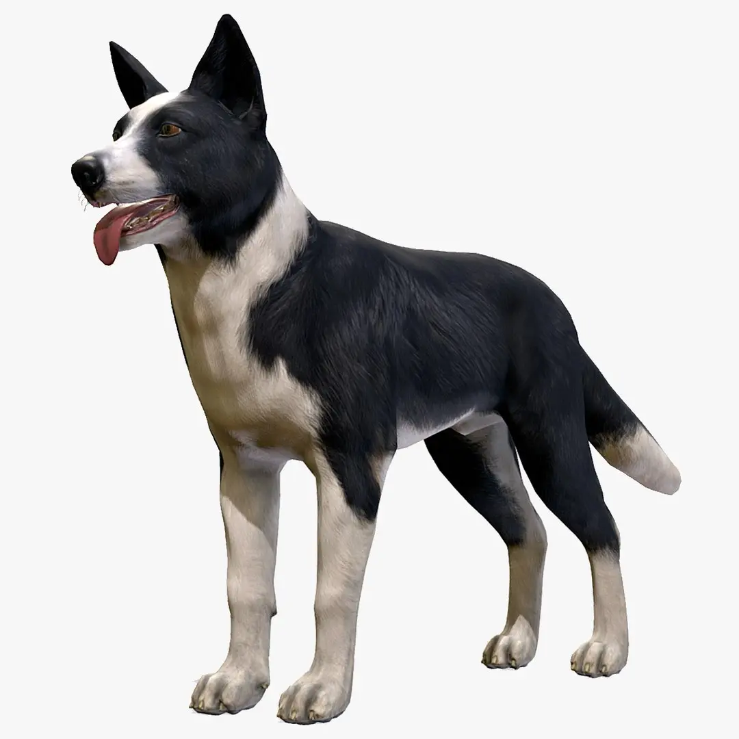 Dog - Border Collie 3D model
