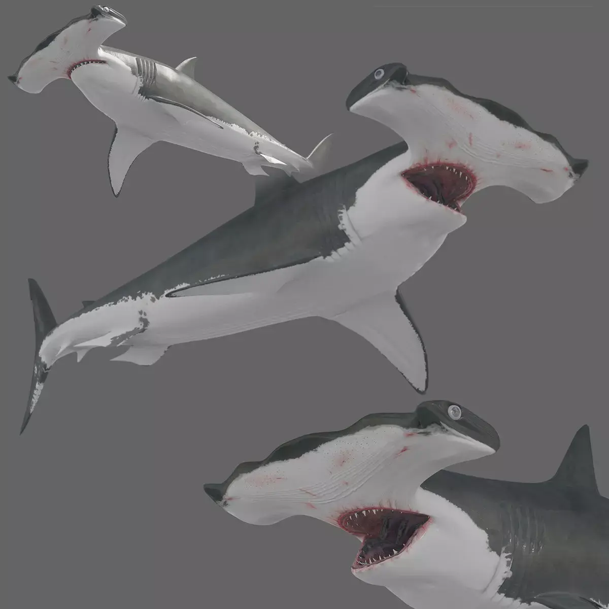 Hammerhead Shark 8K- 3d animated 3D model
