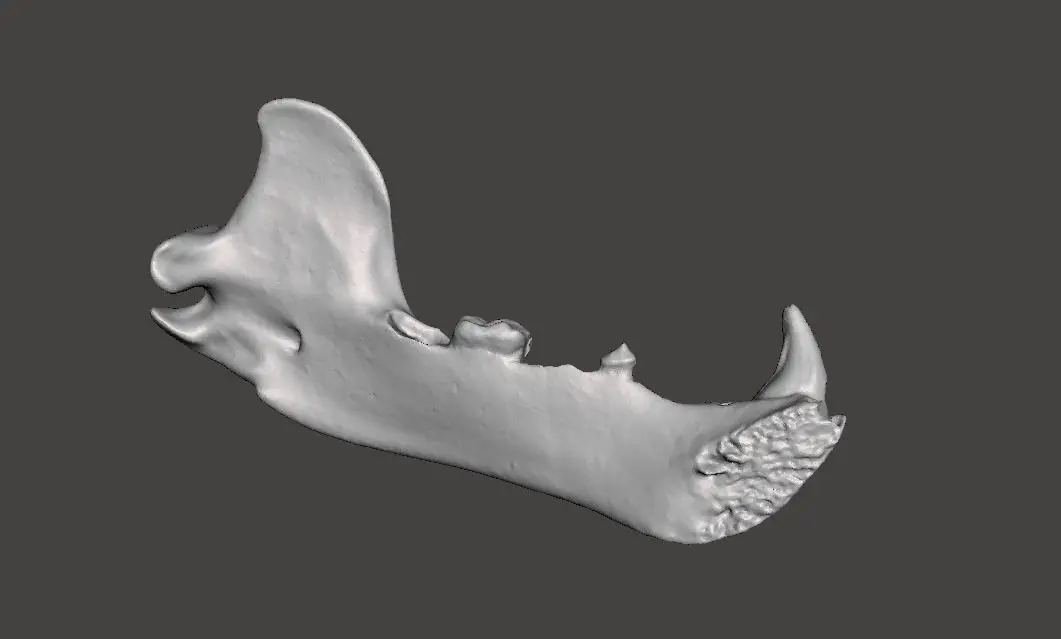 Himalayan brown bear mandible 3D model