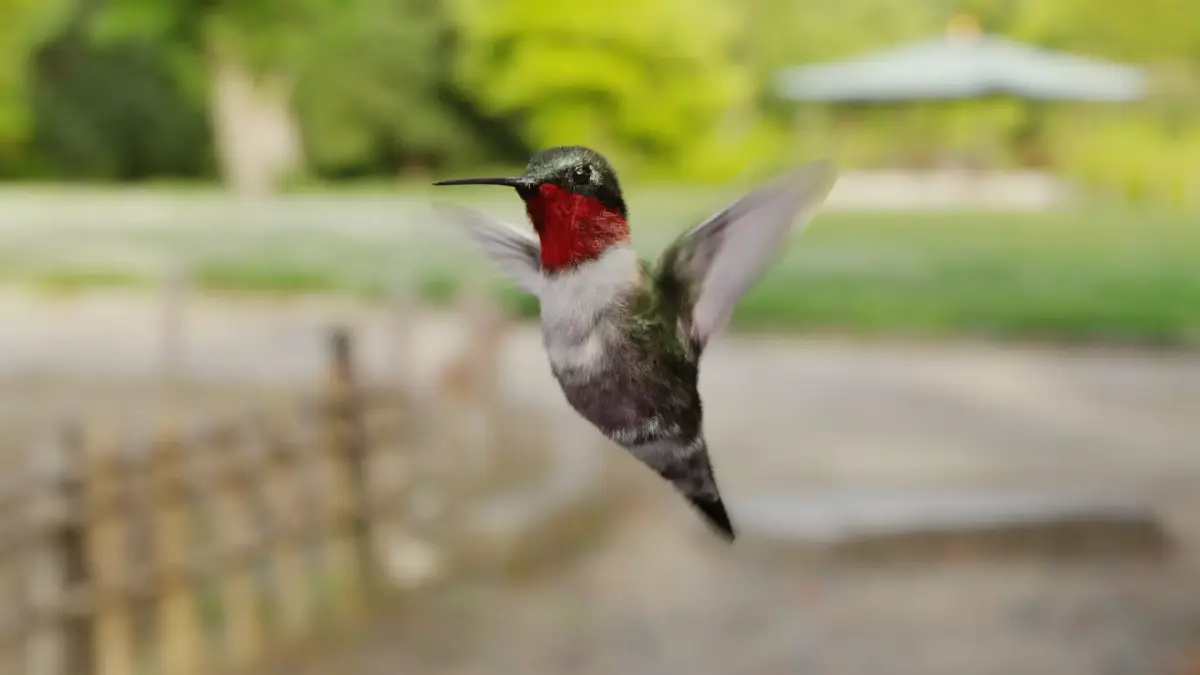 Hummingbird Free low-poly 3D model