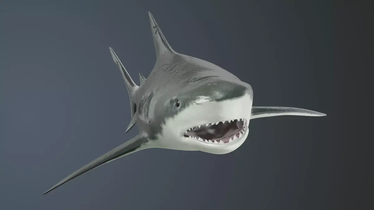 Tiger Shark Low-poly 3D model Low-poly 3D model
