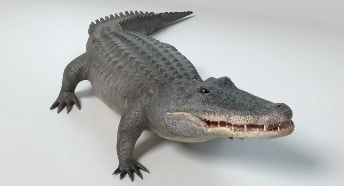 Alligator Animated 3D model