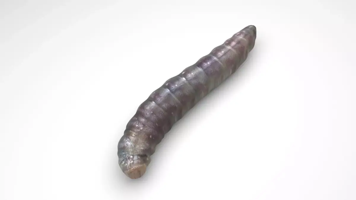 Pinworm 3D model
