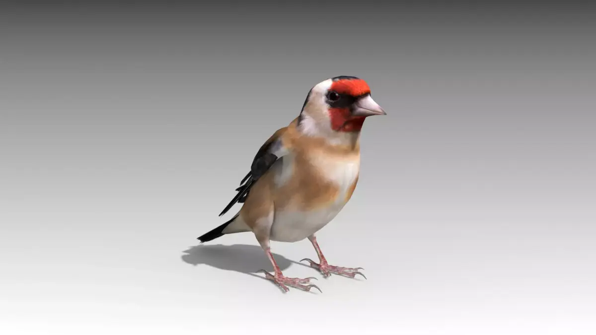 Goldfinch Low-poly 3D model