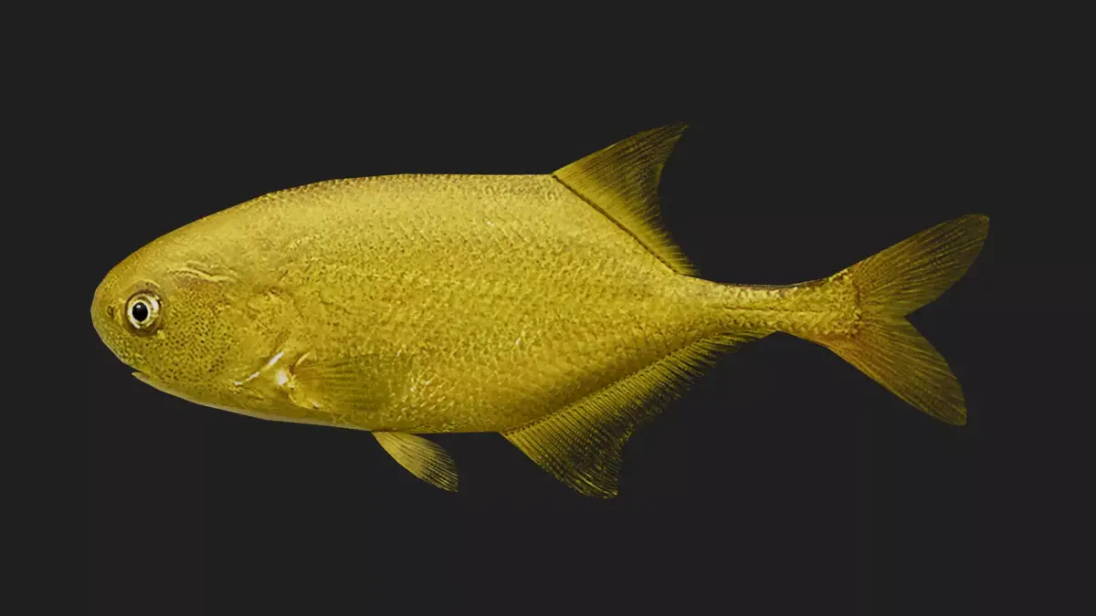 Elephantfish Low-poly 3D model