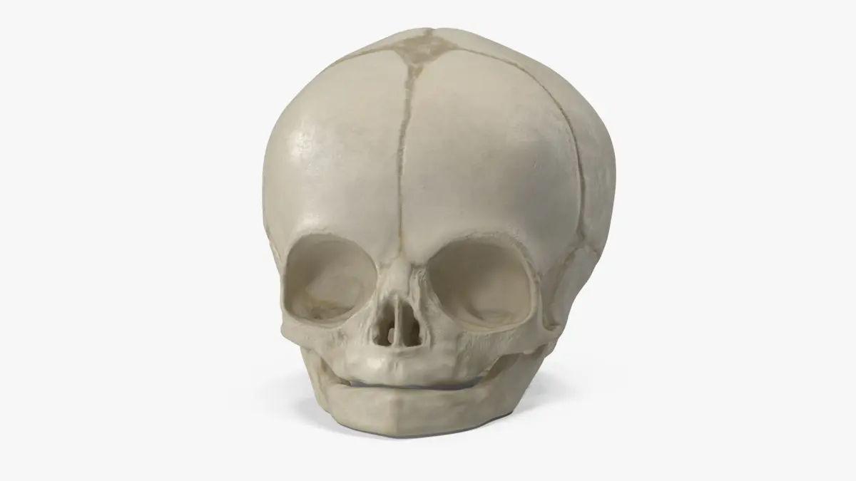 Anatomical Fetal Skull 40 Weeks 3D model