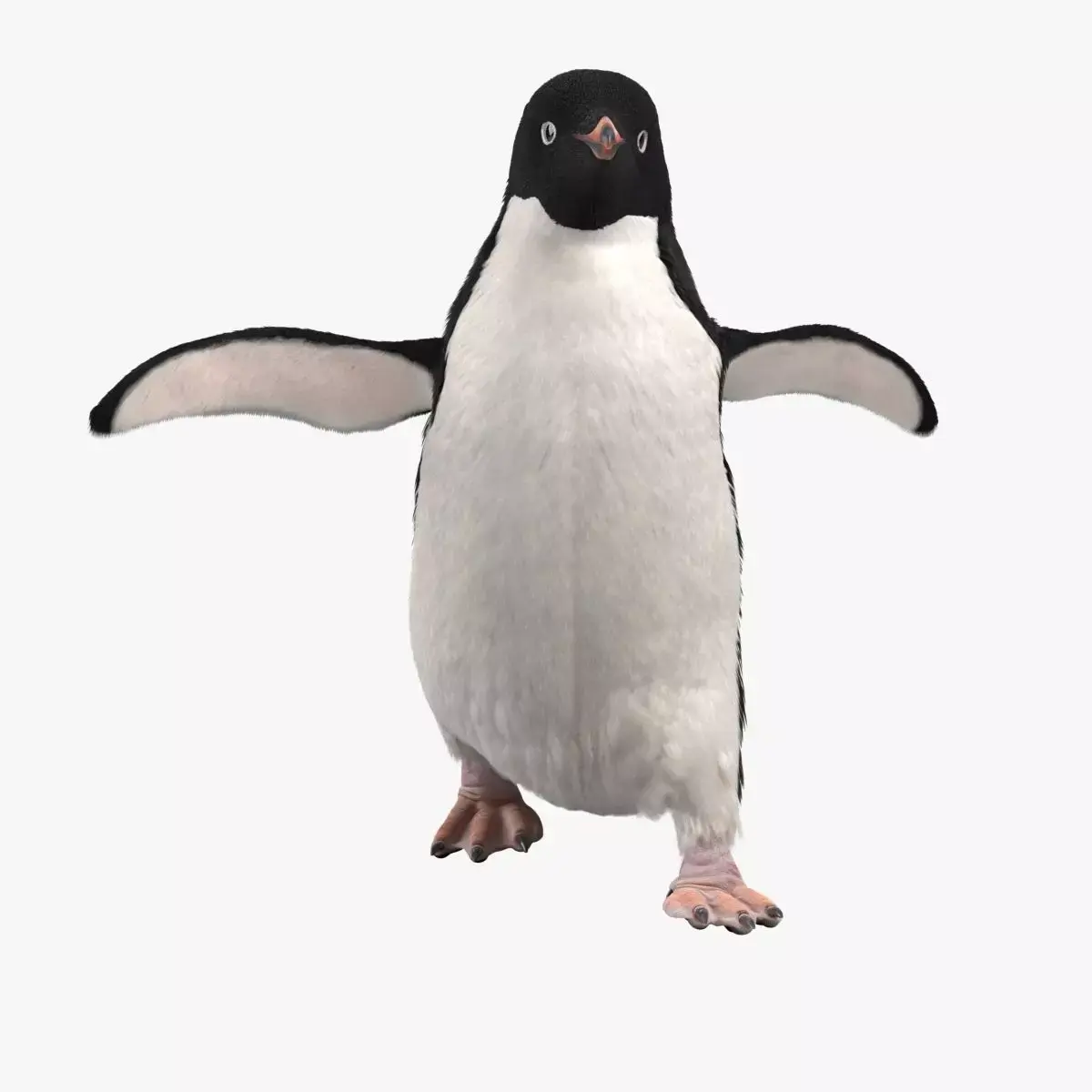 Pygoscelis Animated - VFX Grace 3D model