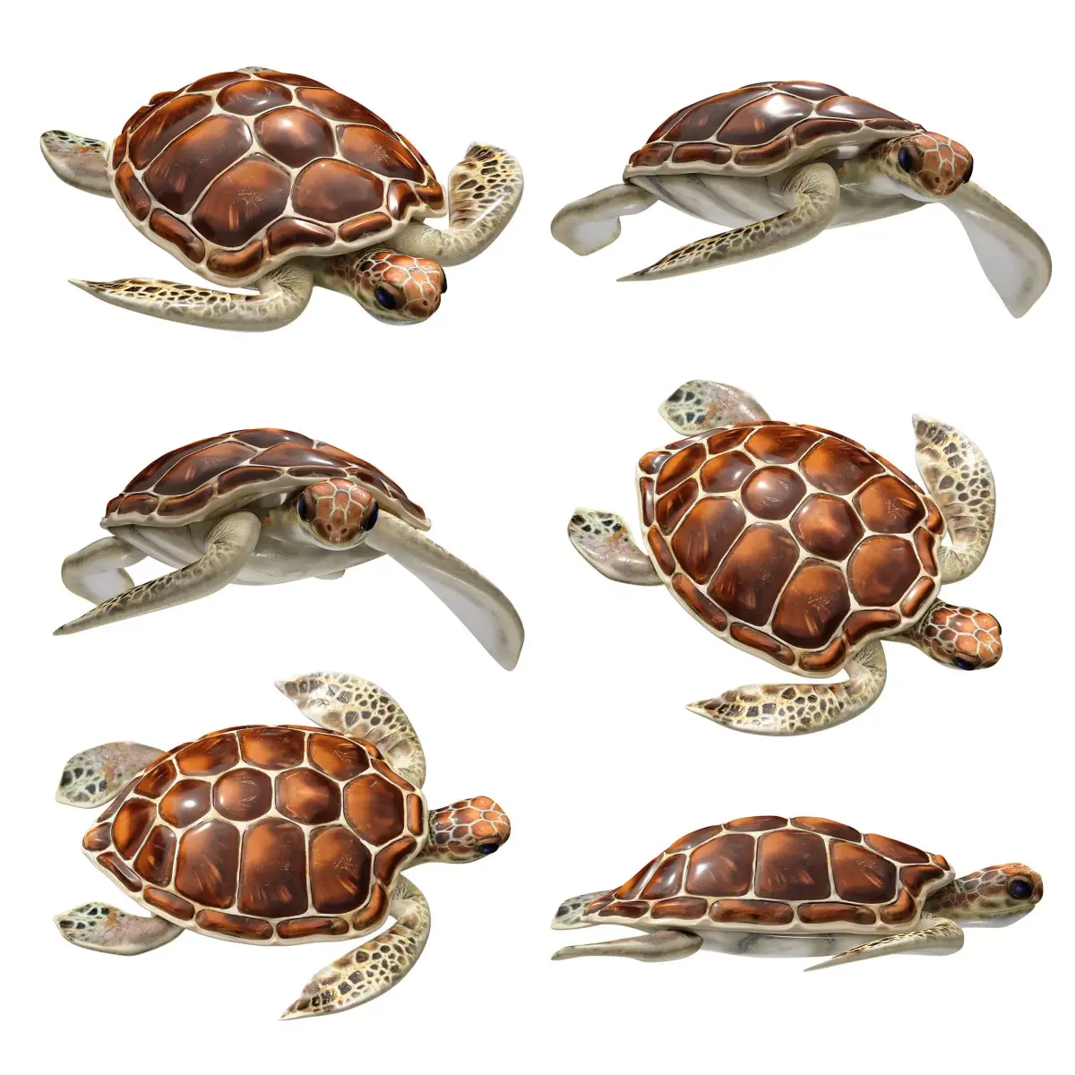 Sea turtle 3D model get