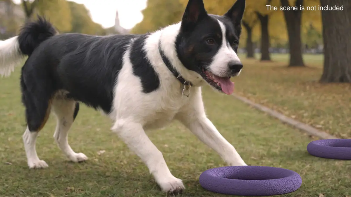Dog Puller Standart Fitness Tool Used 3D model