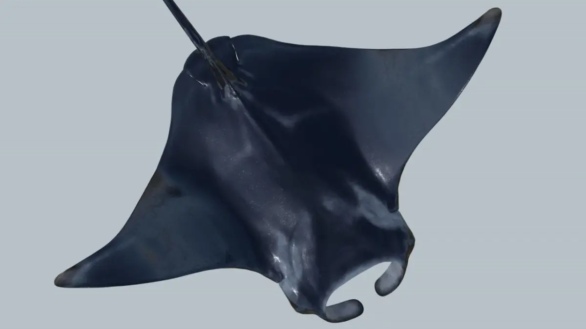 Manta ray rigged and animated for Cinema 4d Low-poly 3D model