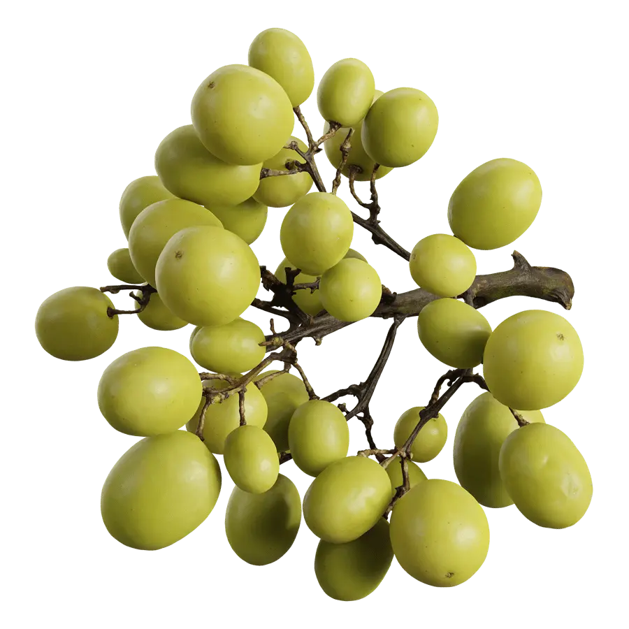  Green Grapes Model 