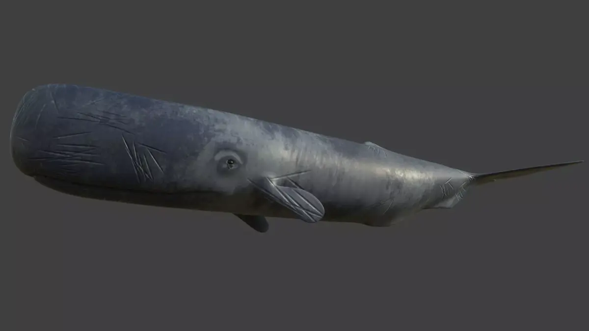 Sperm Whale Low-poly 3D model buy