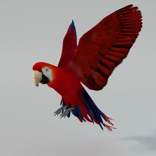 Red Macaw Low-poly 3D model