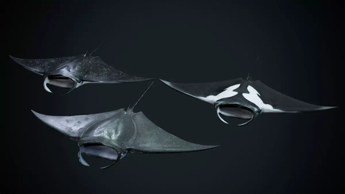 Manta Rays Low-poly 3D model