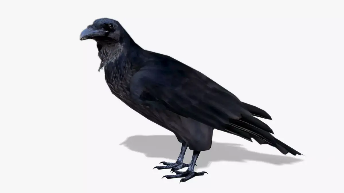 Raven Low-poly 3D model buy