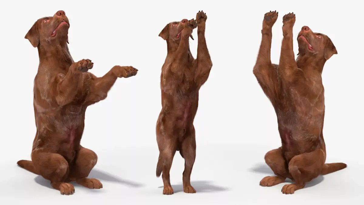 Brown Labrador Dog Begging Pose Fur Animated Rigged for Maya 3D model