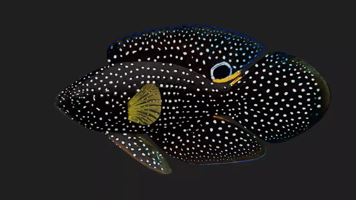Plesiops Low-poly 3D model