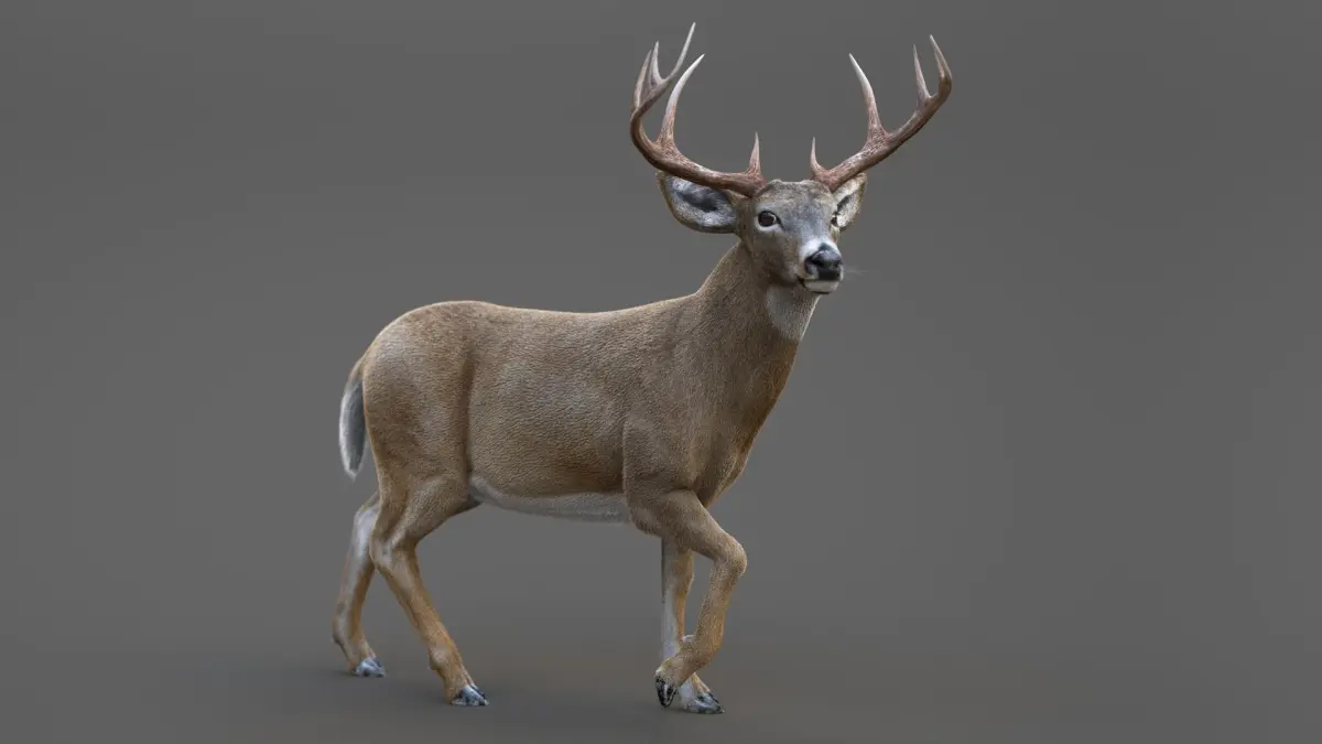 DEER ANIMATED XGEN-CORE 3D model