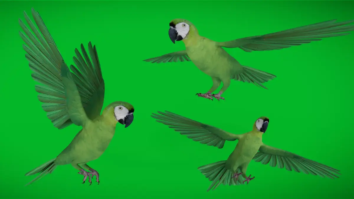 Chestnut Fronted Macaw Bird Low-poly 3D model