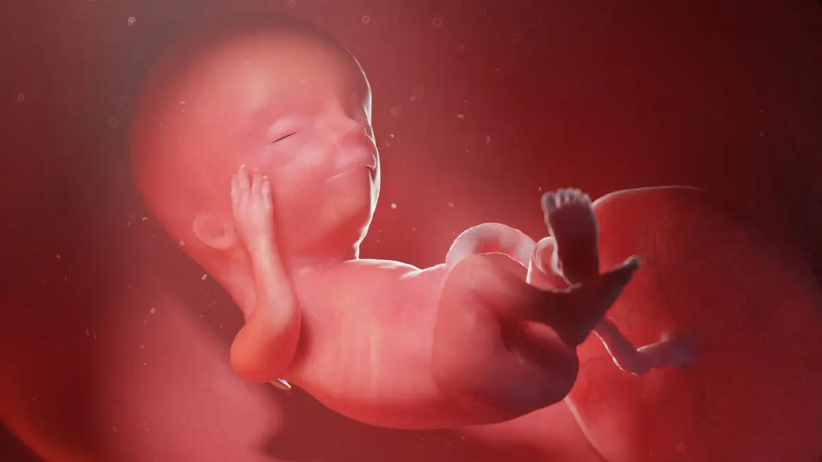 Fetus Week 13 Animated 3D model