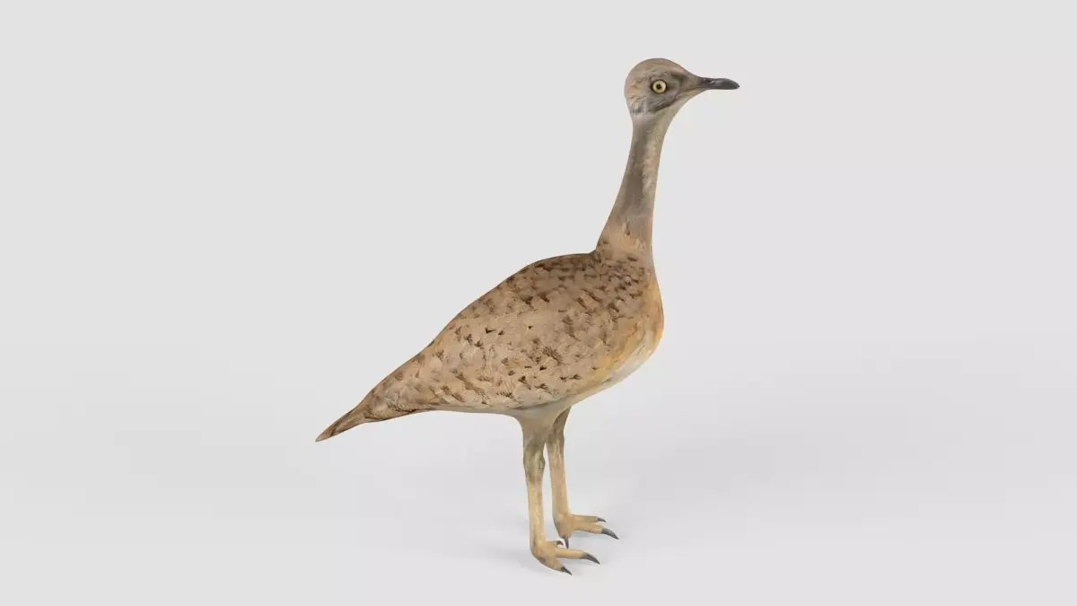 Houbara bird 3D model