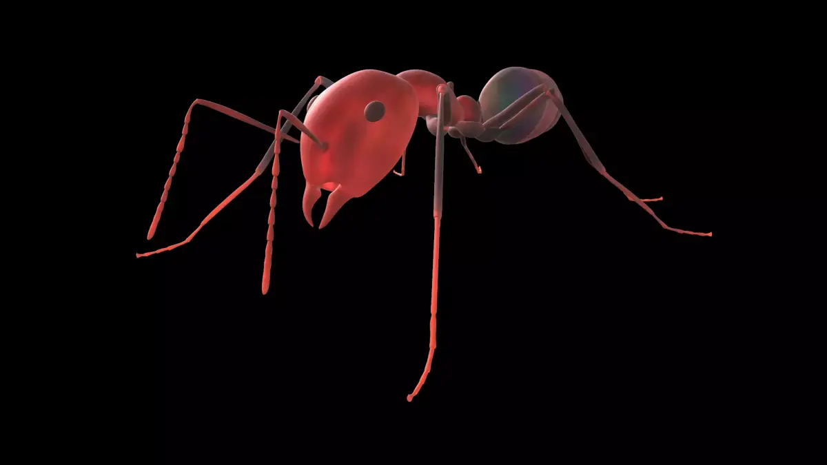 3D lowpoly Model of an Ant  Ready to use  Low-poly 3D model