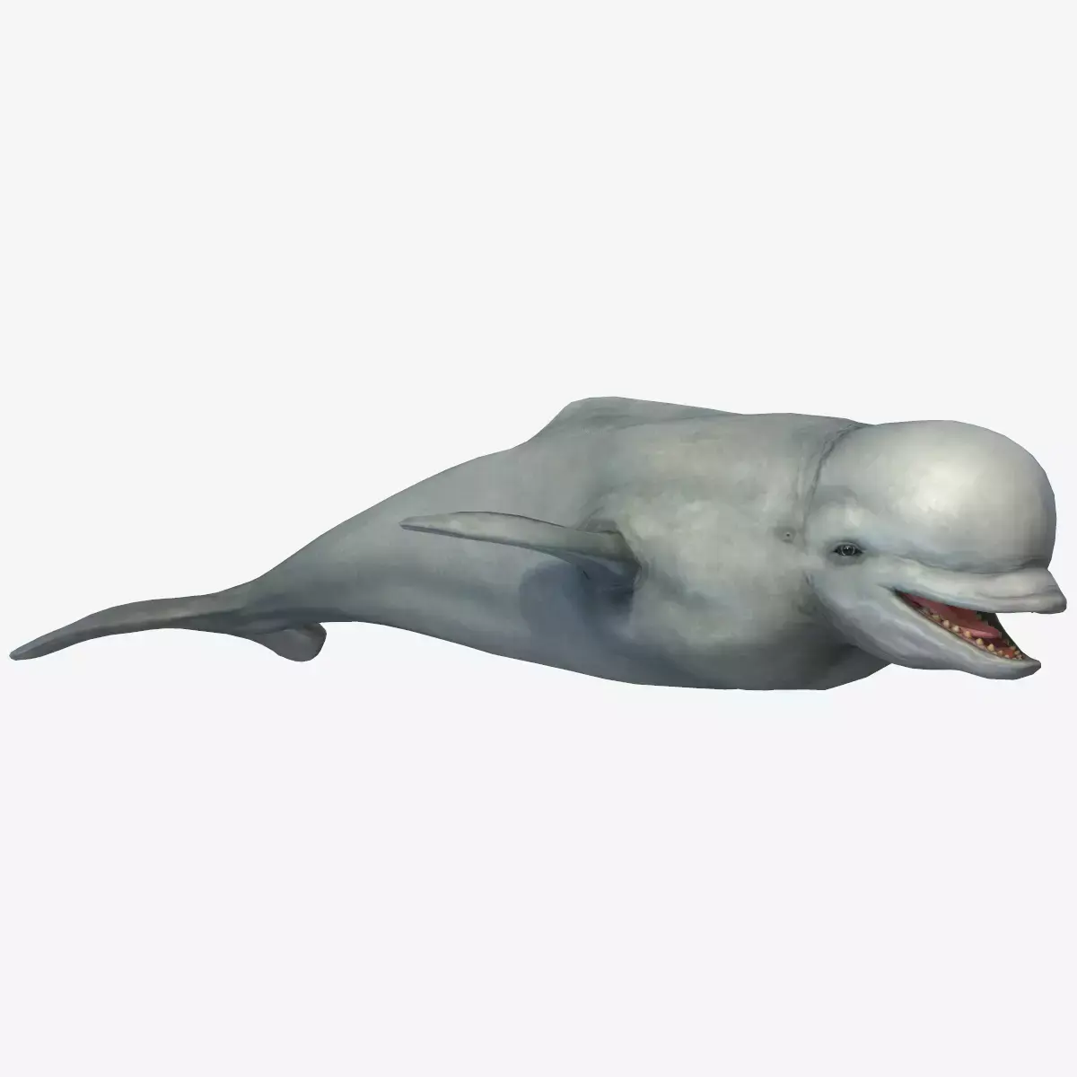 Beluga Whale Low-poly 3D model