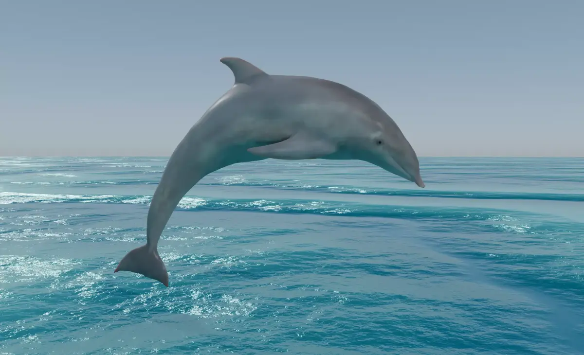 Dolphin Low-poly 3D model purchase