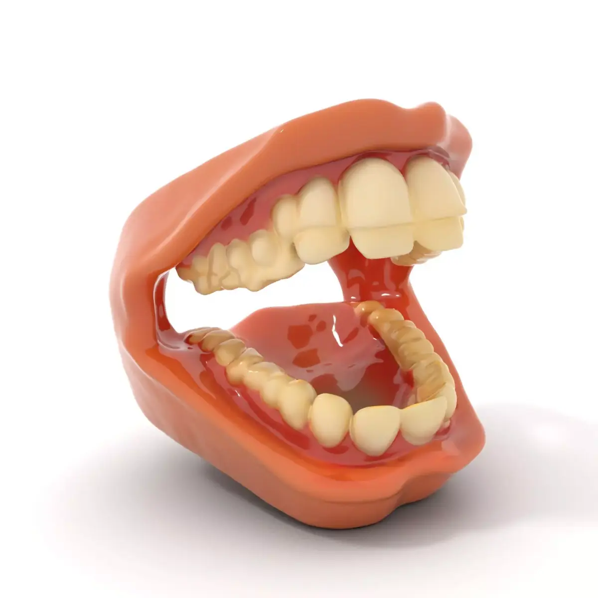 Realistic Dental Model Pack Low-poly 3D model