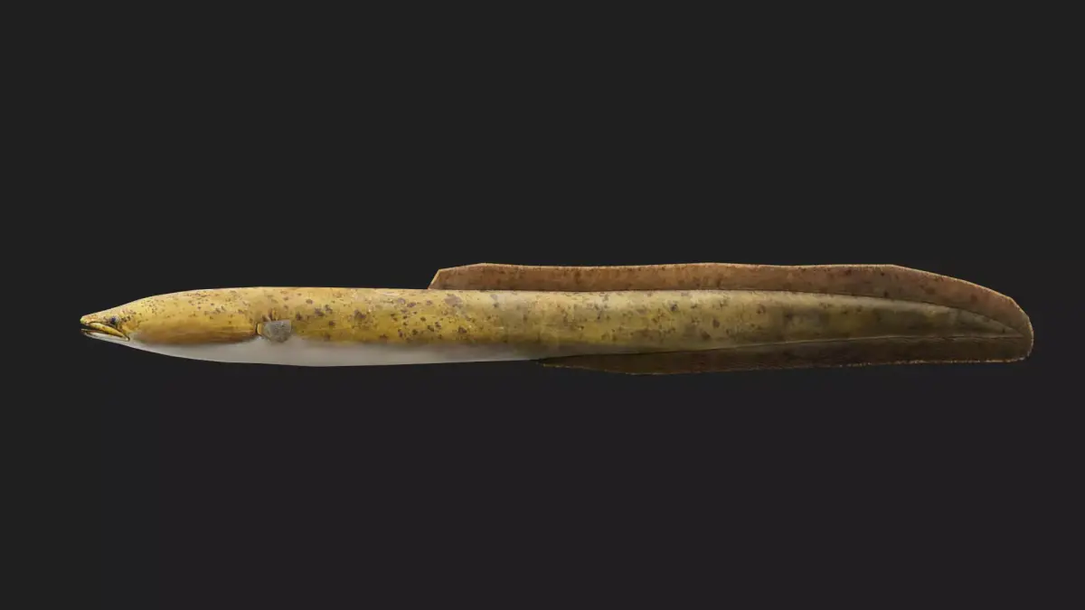 Eel fish Low-poly 3D model buy