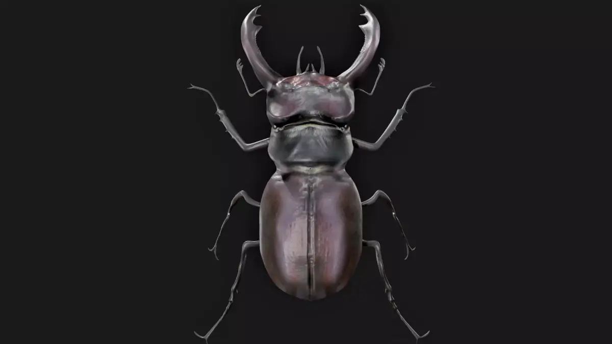 Stag Beetle Rigged Low-poly 3D model