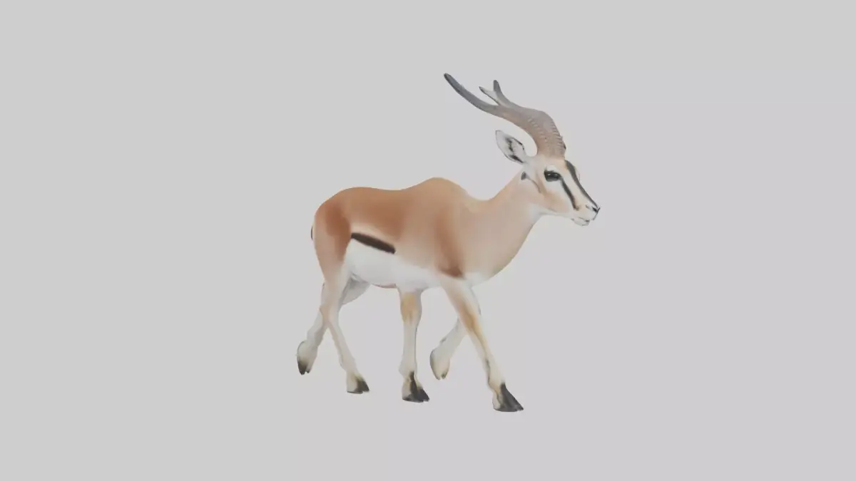 Grants gazelle Low-poly 3D model