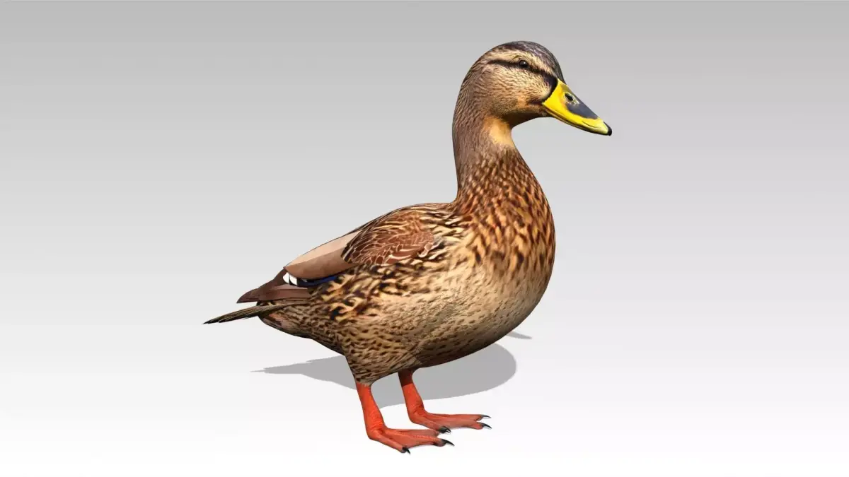Mallard Duck Female Low-poly 3D model