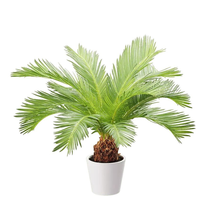  Sago Palm Potted Plant Model  buy