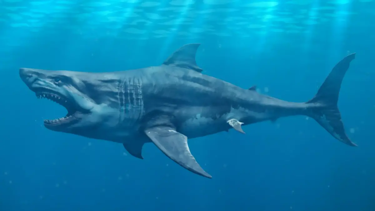 White Shark  Animated  Low-poly 3D model