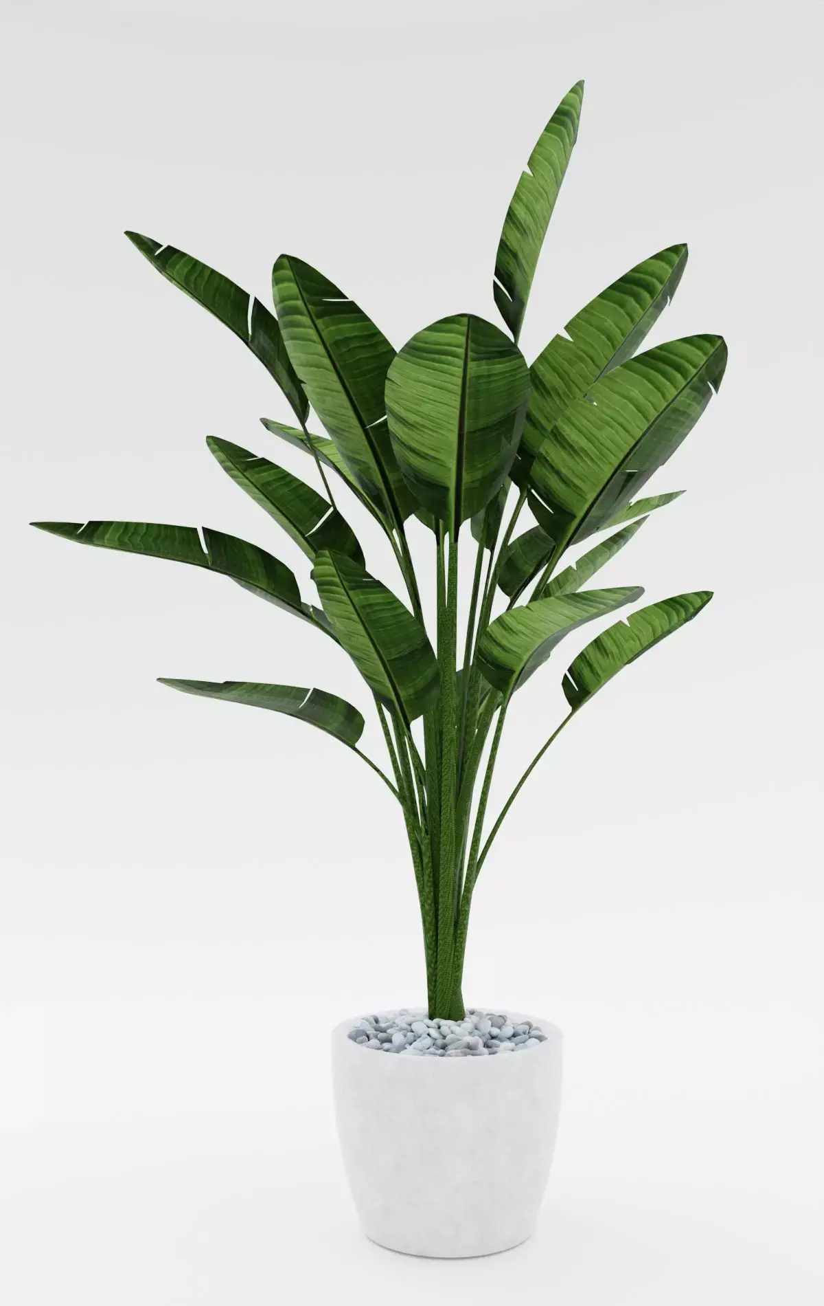 Bird of Paradise Plant Model - Strelitzia Nicolai Regel 3D model