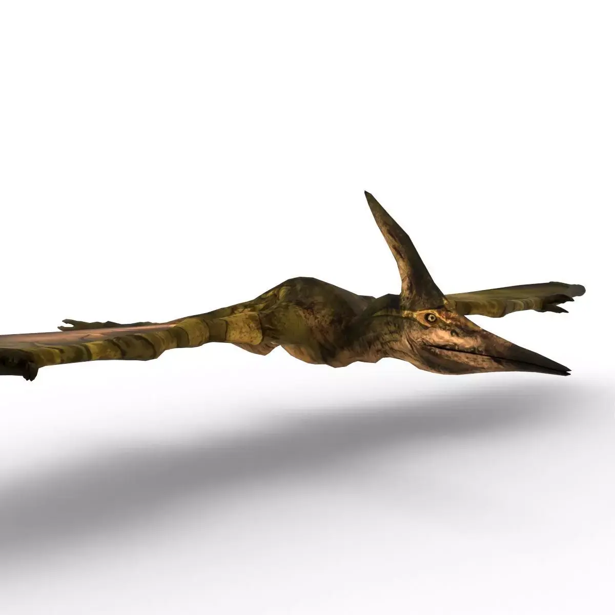 Pterodon 3D Model Free 3D model