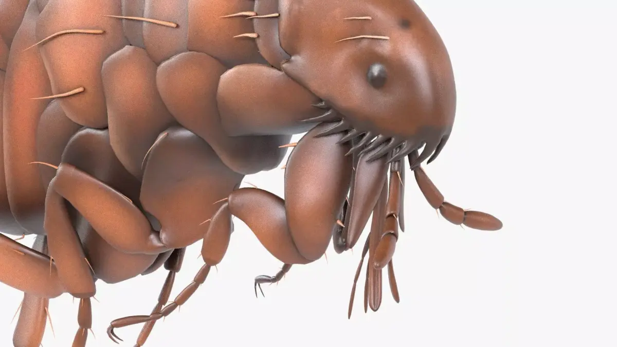 4K Textures Realistic Flea  Low-poly 3D model
