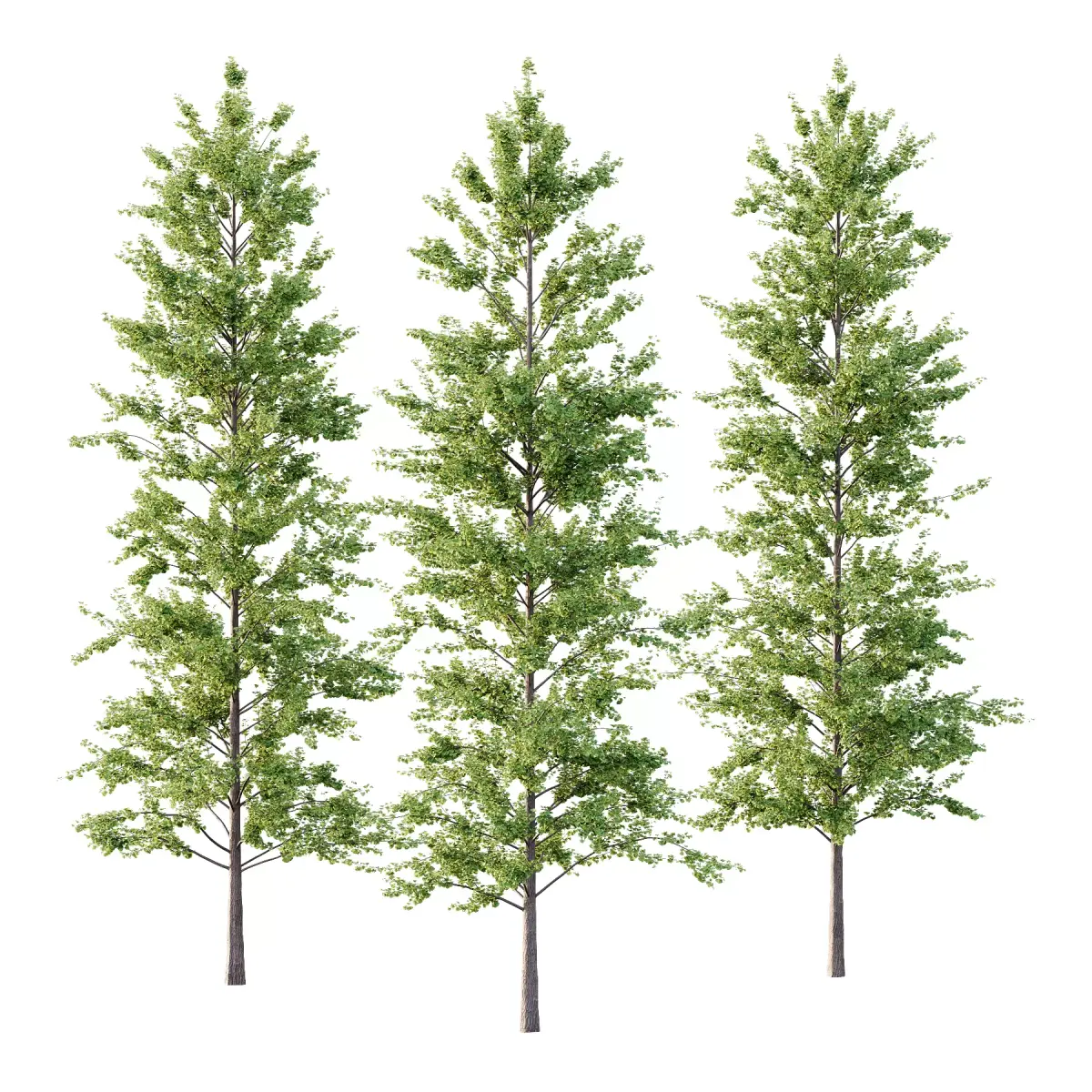 Maidenhair Ginkgo Biloba Tree 10 3D model