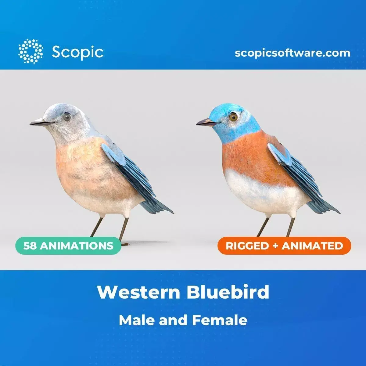 3D Bird Pack Western Bluebird Male and Female Low-poly 3D model