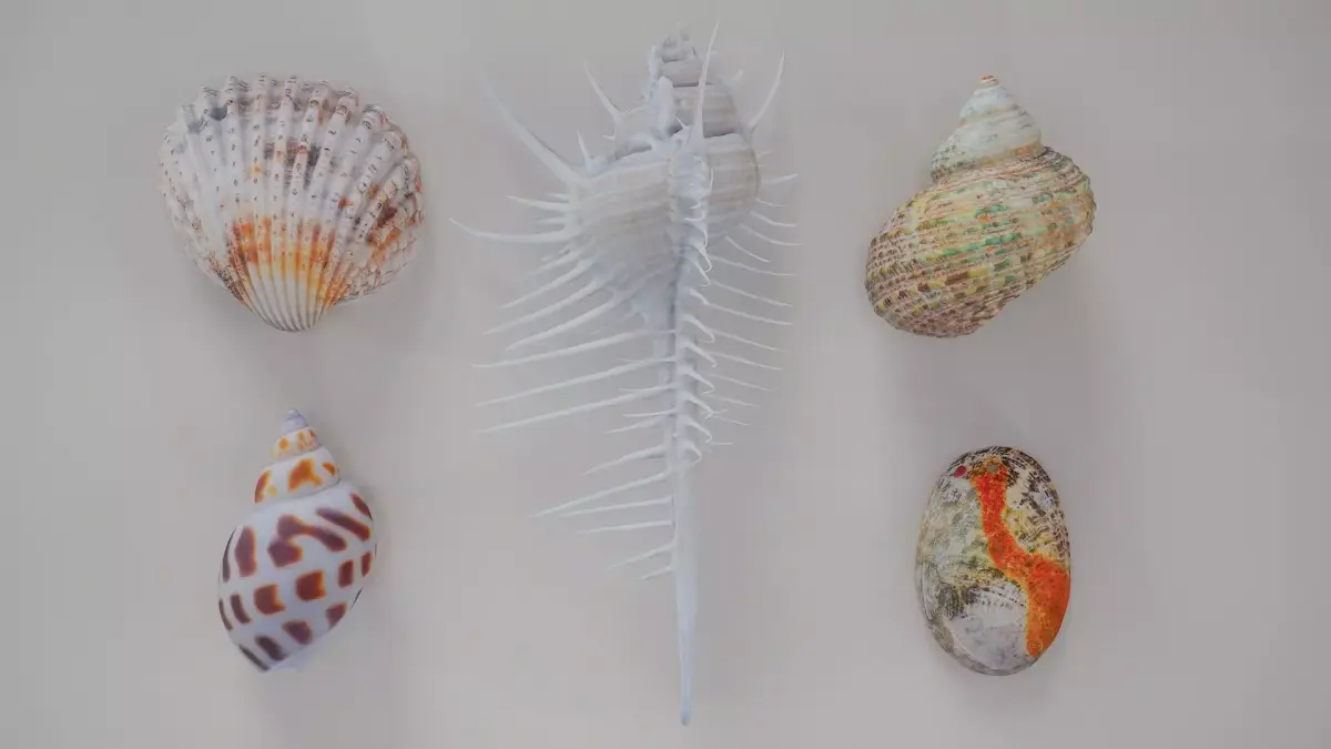 5 3D Scanned Seashells Part 5 3D Model Pack