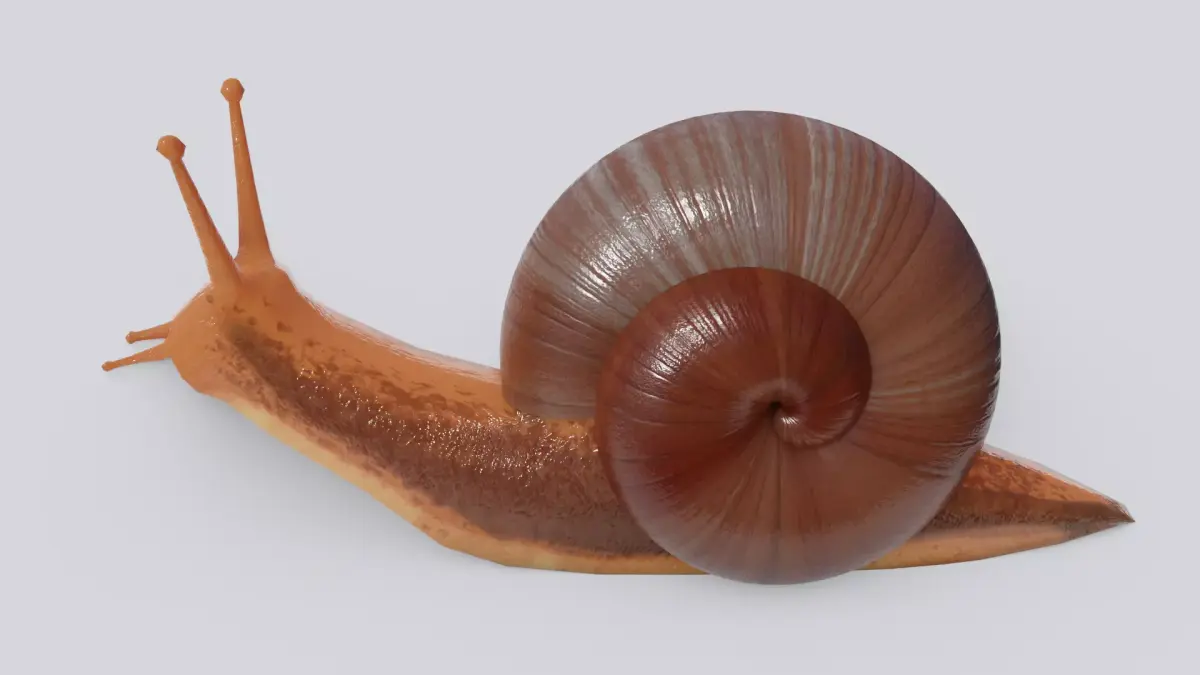 Low Poly Snail 3D Model Low-poly 3D model