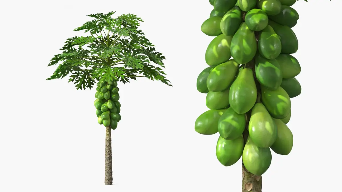Papaya Tree with Unripe Fruit Cluster Green 3D model