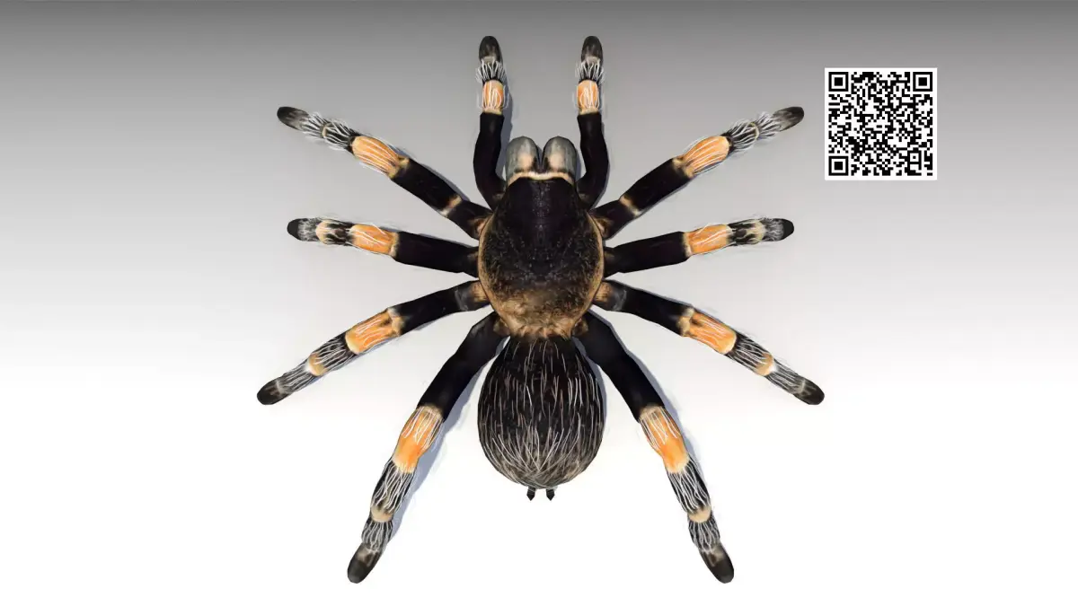 Tarantula Animated Low-poly 3D model